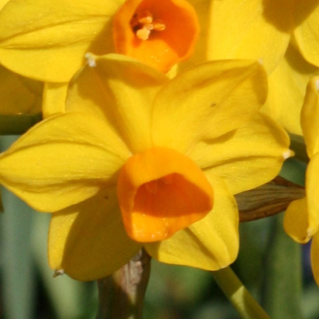 Narciso tazetta Grand Soleil d Or