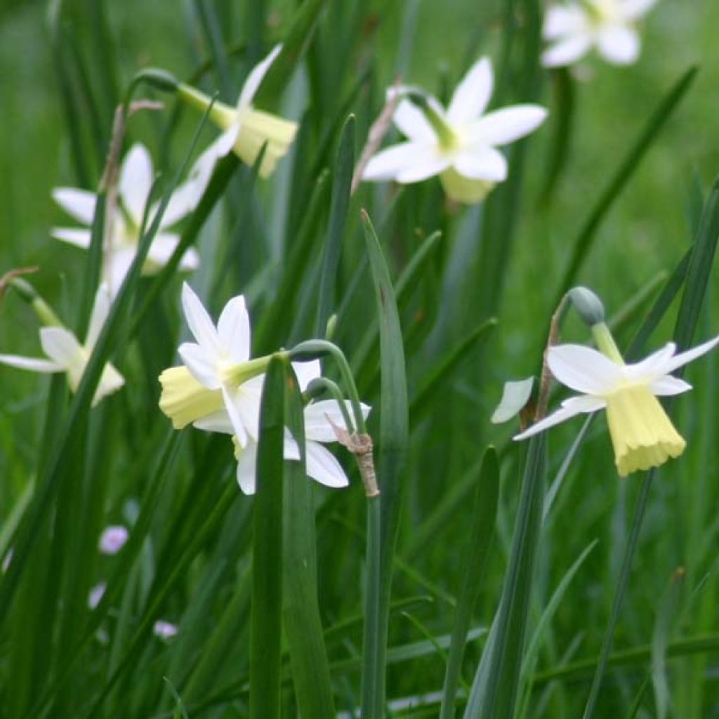 Narciso triandrus Lemon Drops