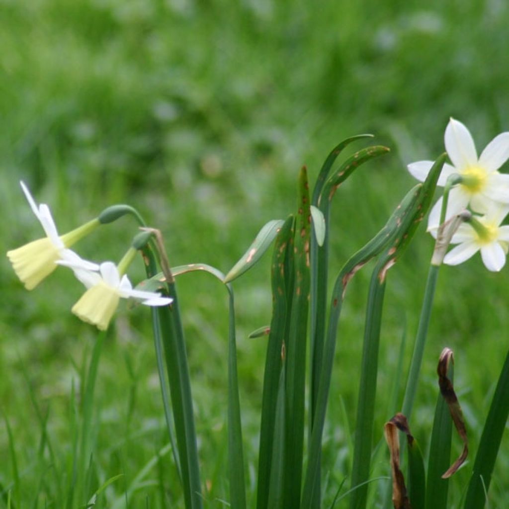 Narciso triandrus Lemon Drops