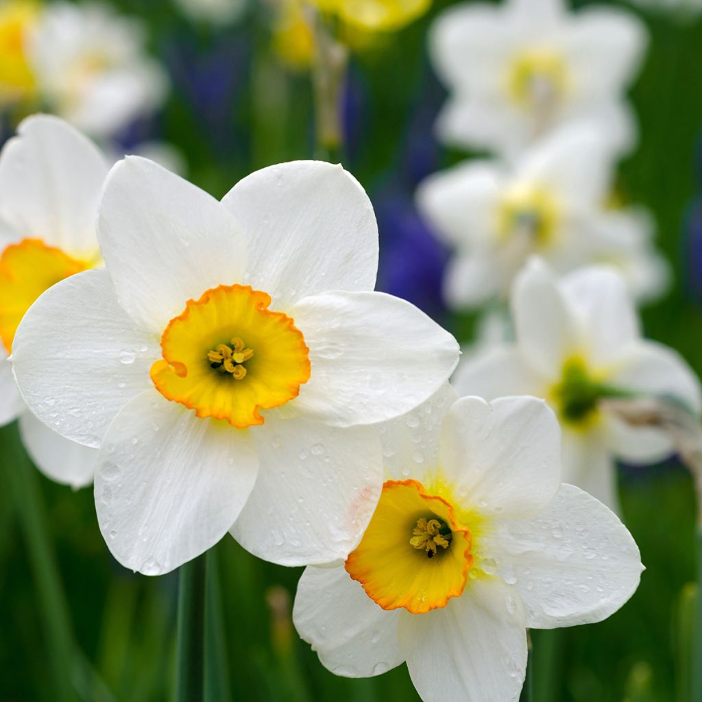 Narciso poeticus Actaea