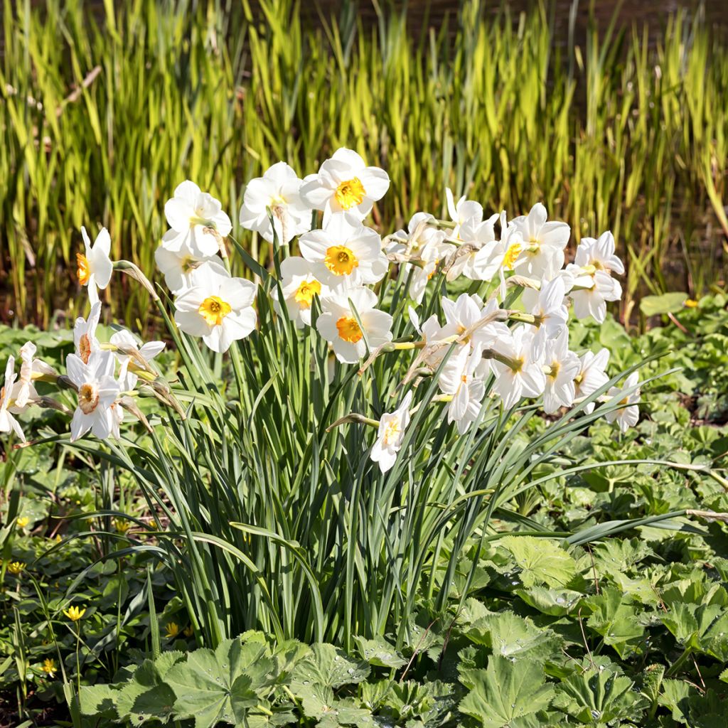 Narciso poeticus Actaea