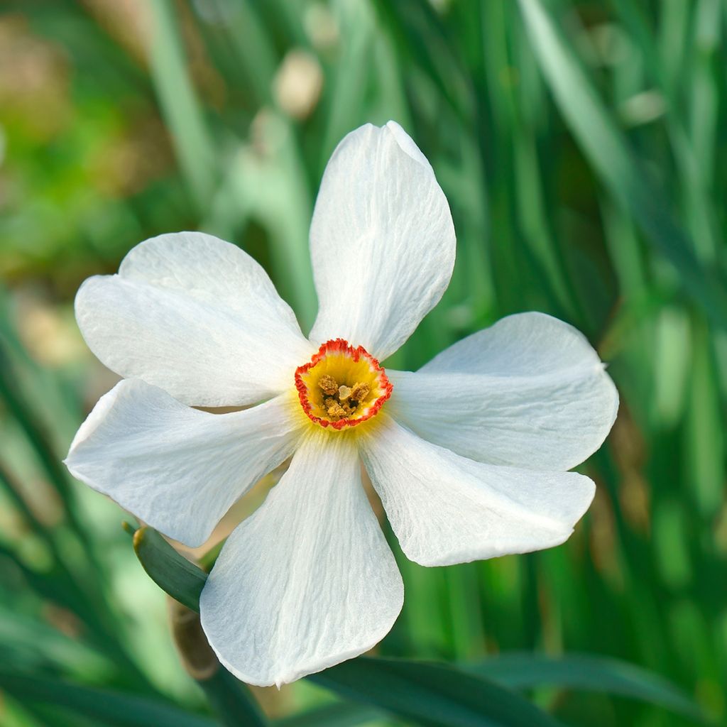 Narciso poeticus Actaea
