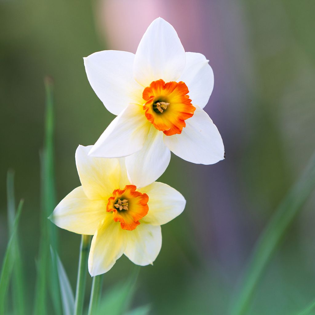 Narciso poeticus Actaea