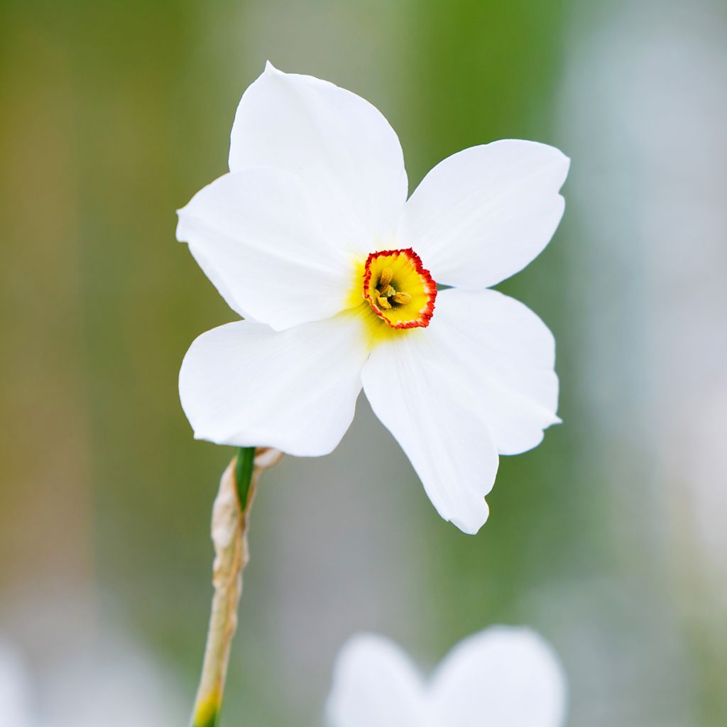 Narciso poeticus Actaea