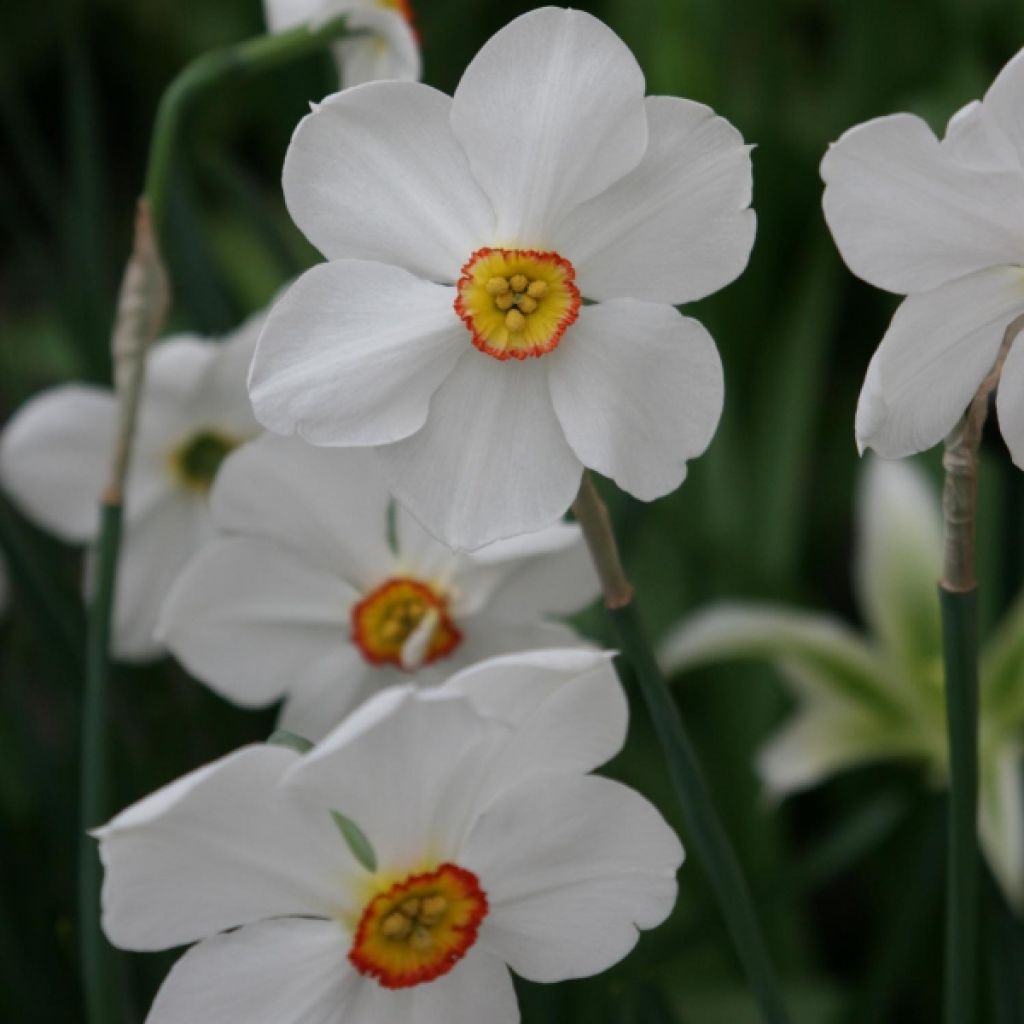 Narciso poeticus Actaea