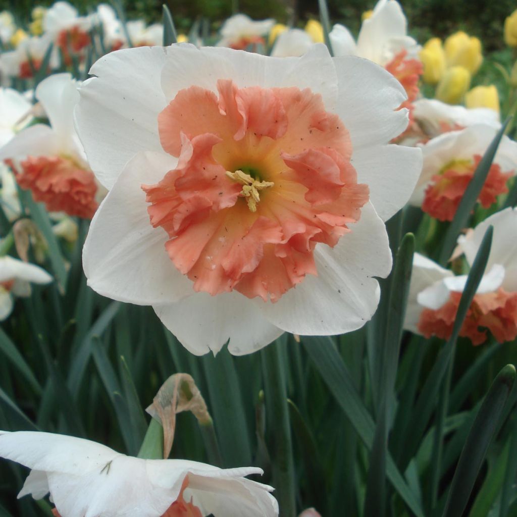 Narcisse Precocious