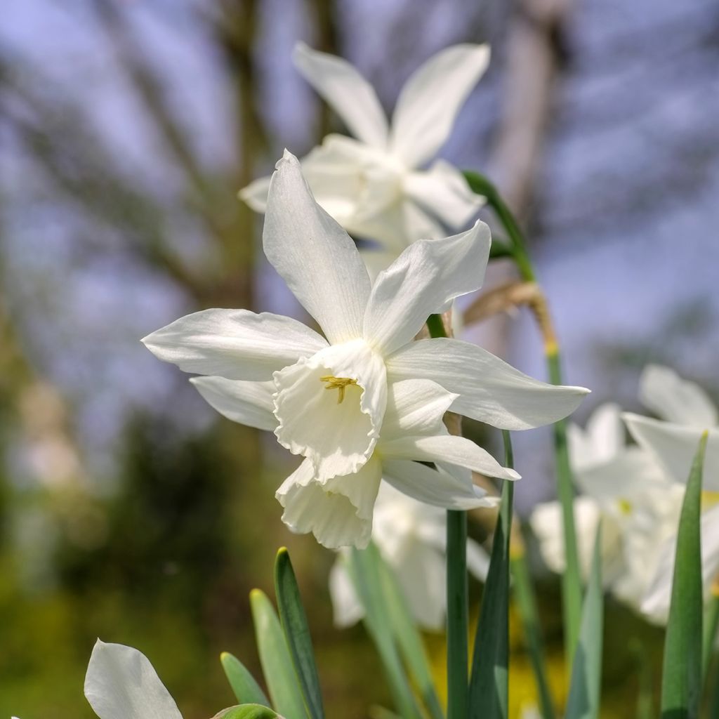 Narciso triandrus Thalia