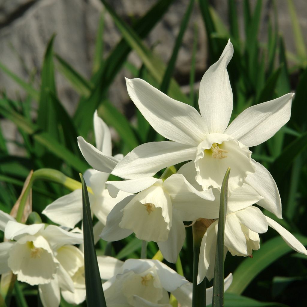 Narciso triandrus Thalia