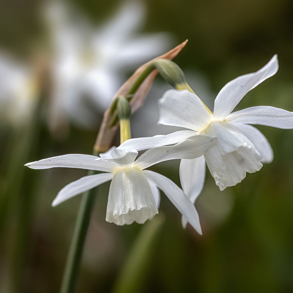 Narciso triandrus Thalia