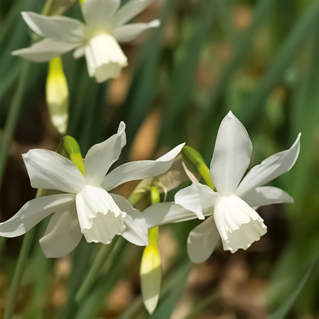 Narciso triandrus Thalia