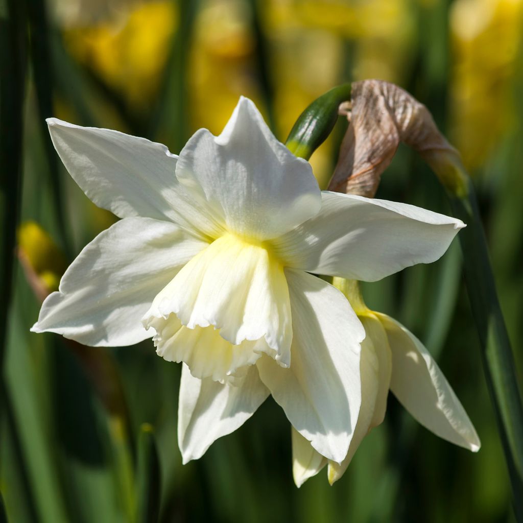 Narciso triandrus Thalia
