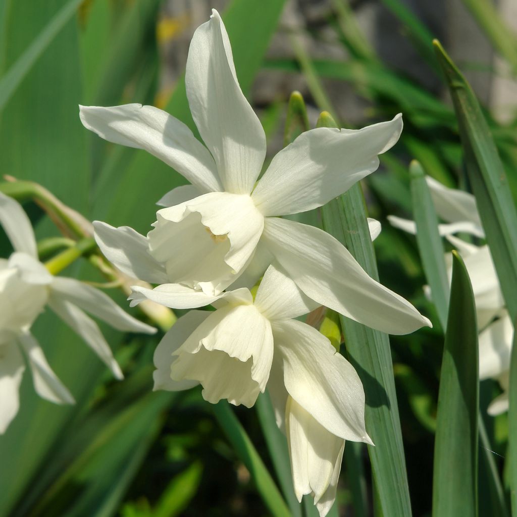 Narciso triandrus Thalia