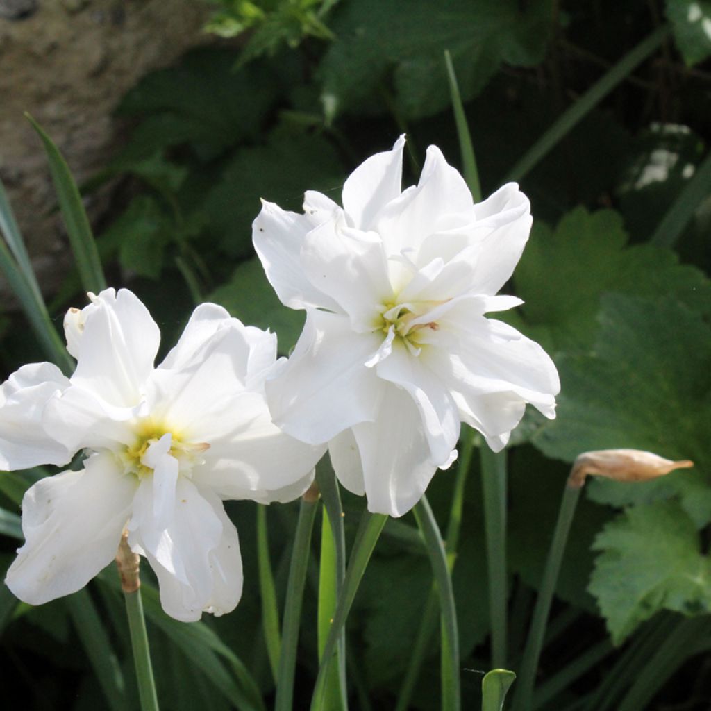 Narciso de los poetas - Narcissus poeticus Albus Plenus Odoratus