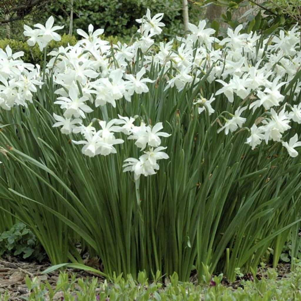 Narciso triandrus Thalia
