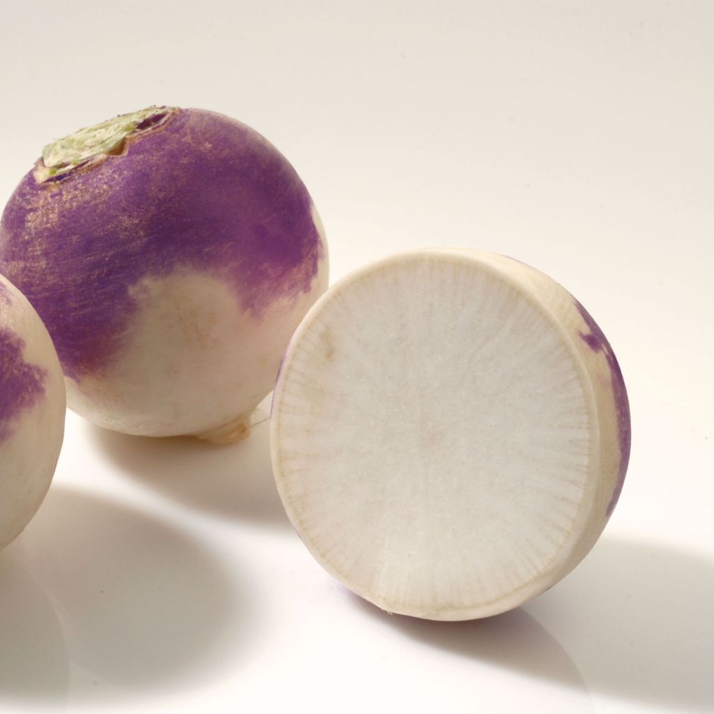 Nabo blanco Blanc Globe à Collet Violet
