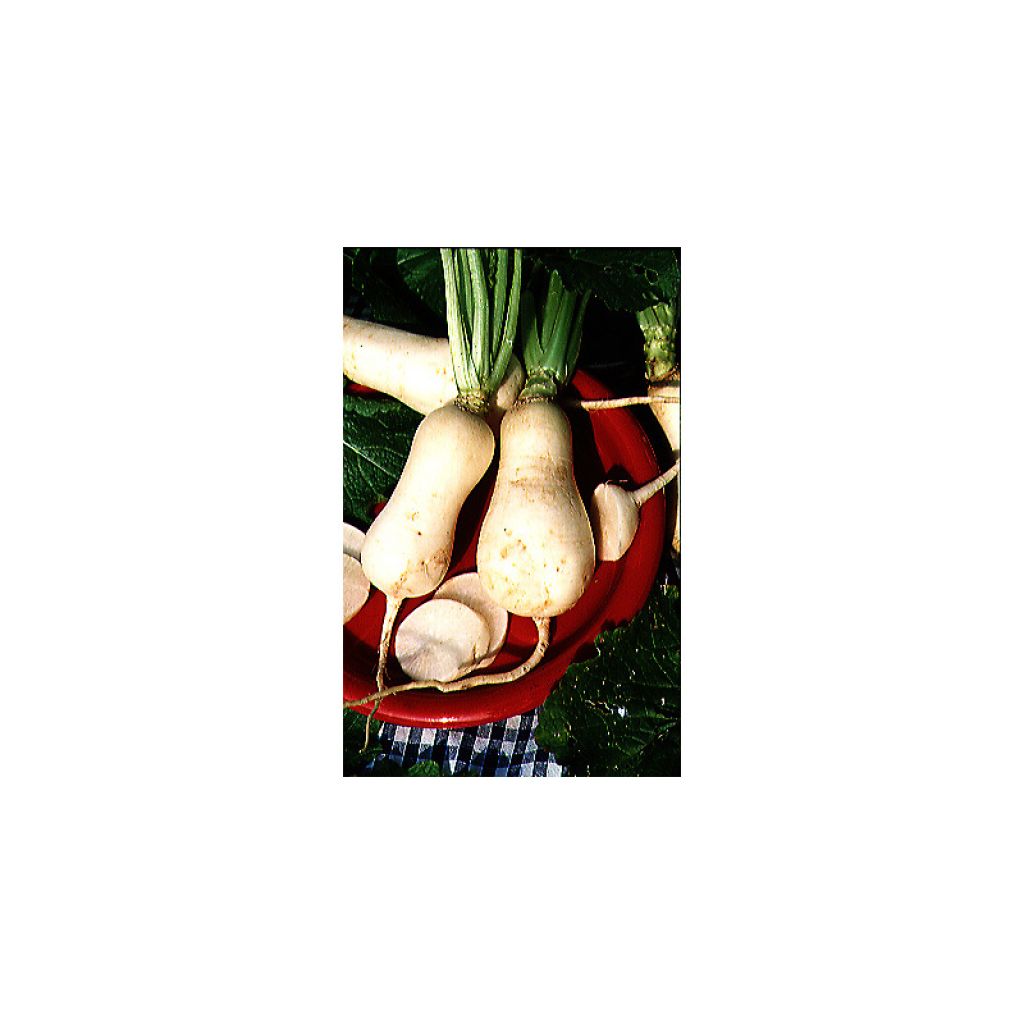 Nabo des Vertus Marteau