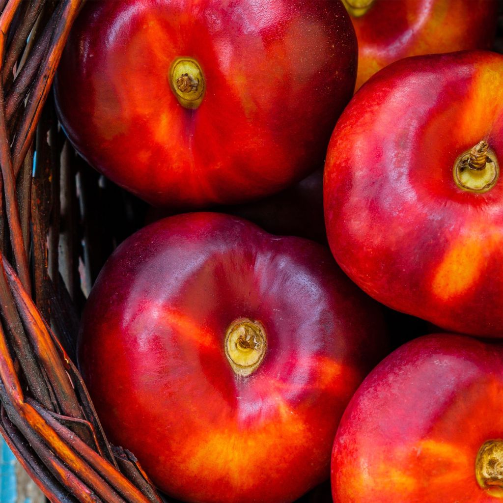 Nectarina Flateryna