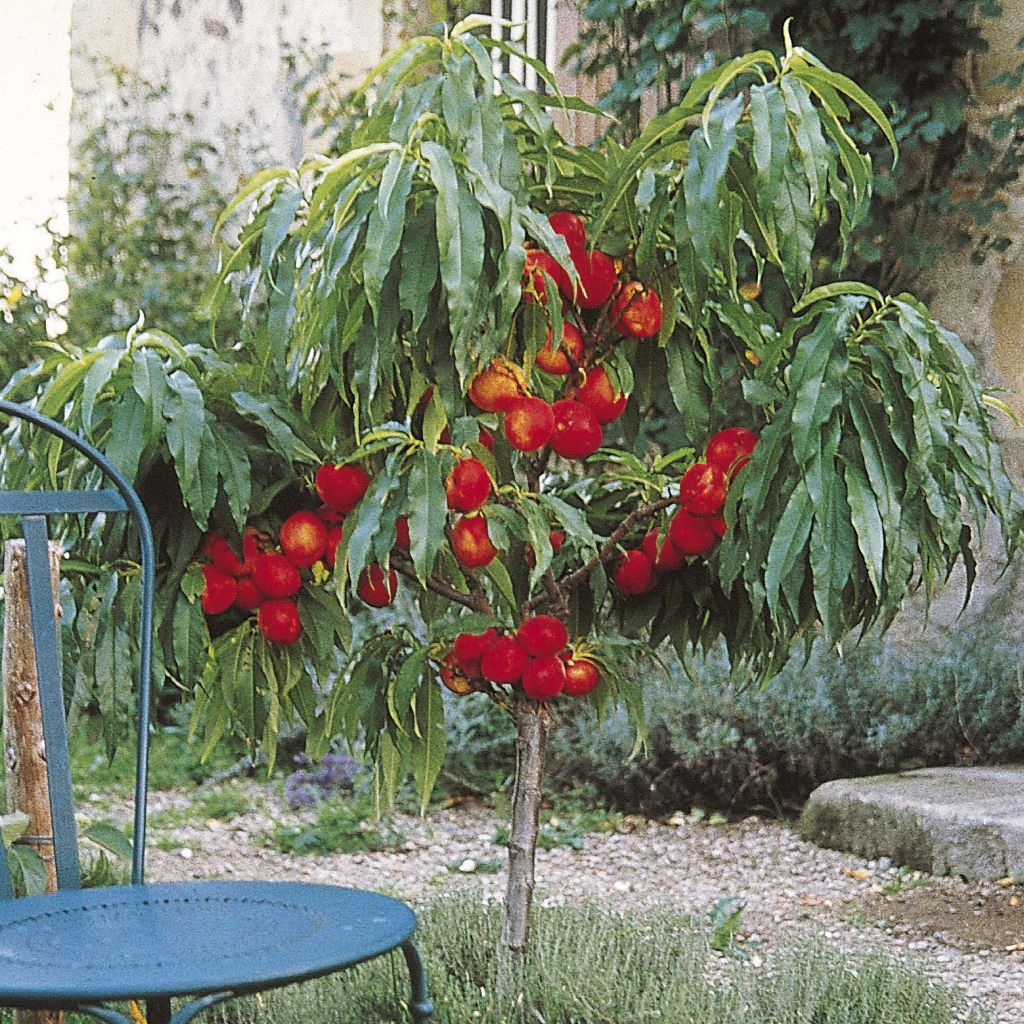 Nectarina enana Nectarella