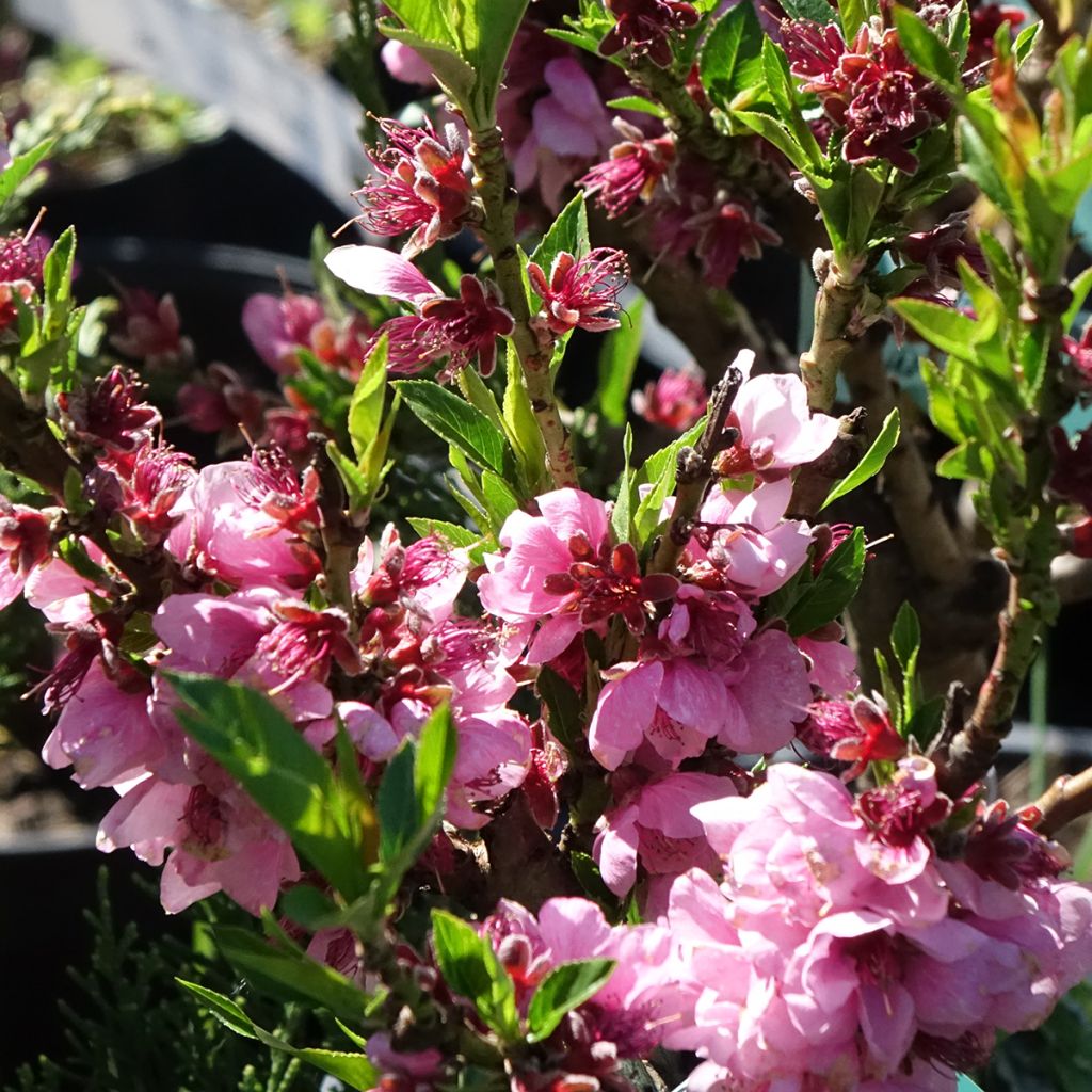 Nectarina enana Snow Baby Zaisno