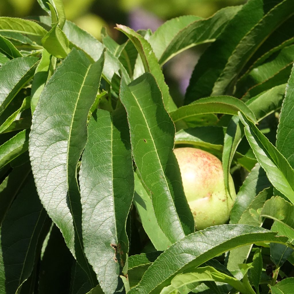 Nectarina enana Snow Baby Zaisno