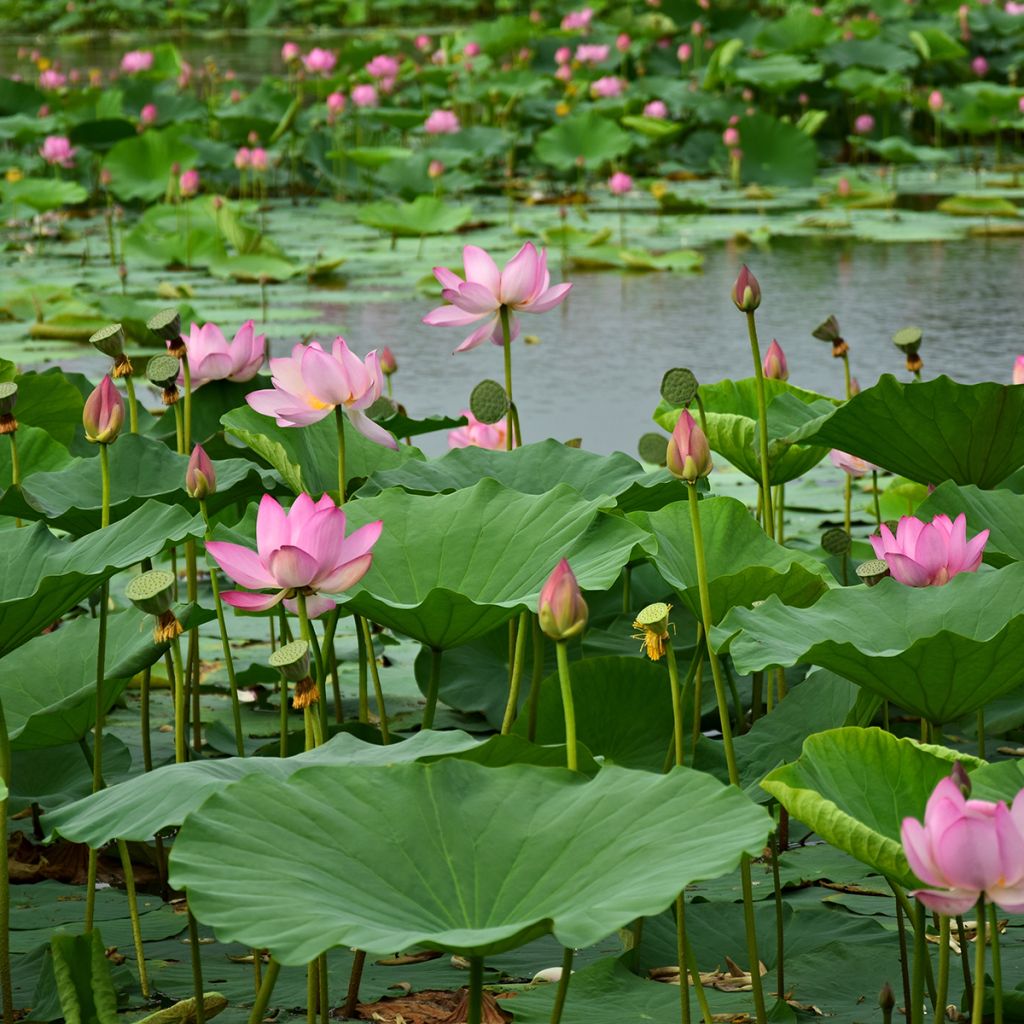 Nelumbo Red at Sunset - Flor de loto