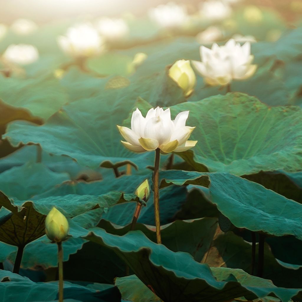 Nelumbo nucifera Hong Bian Yudie - Flor de loto