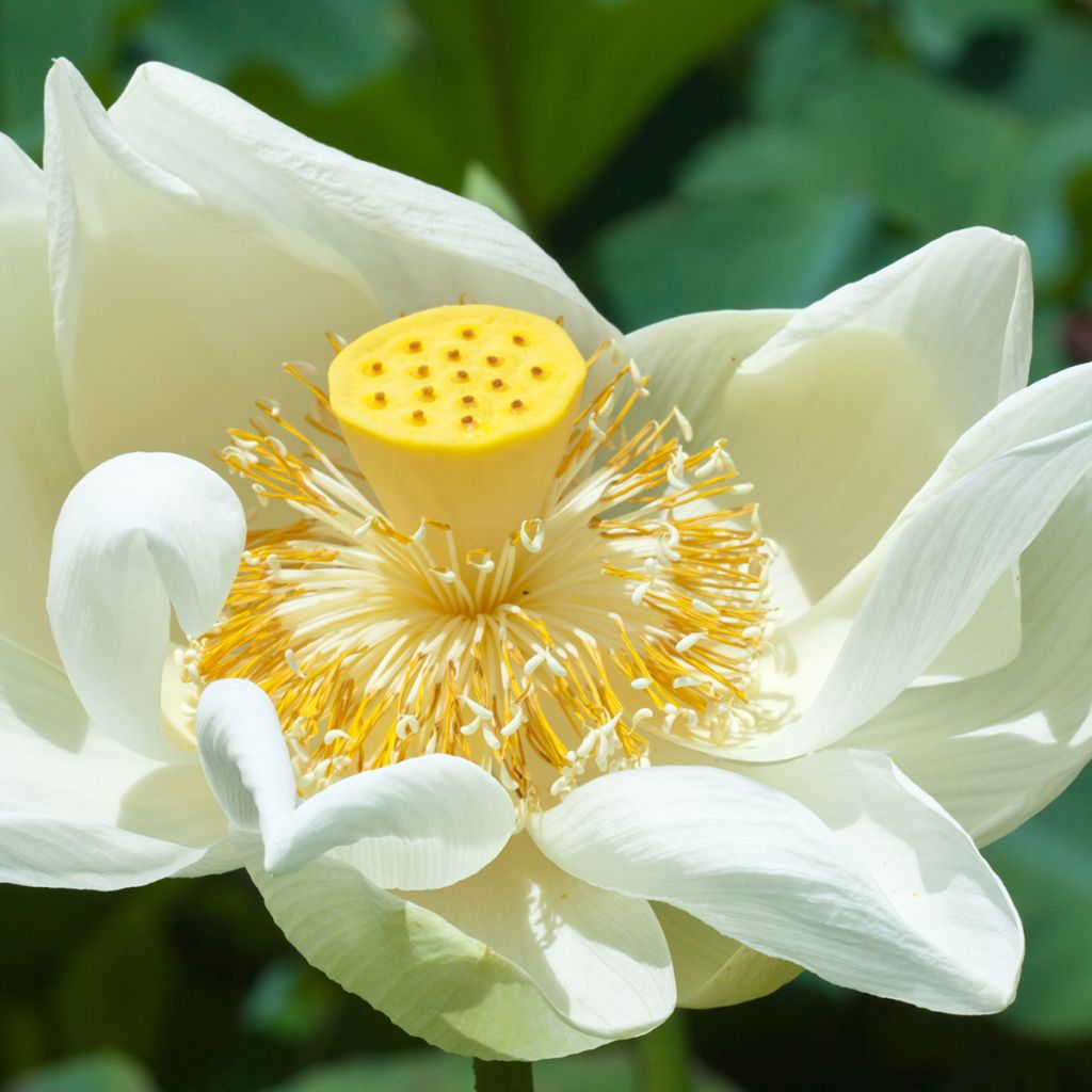 Nelumbo nucifera Stellar White - Flor de loto