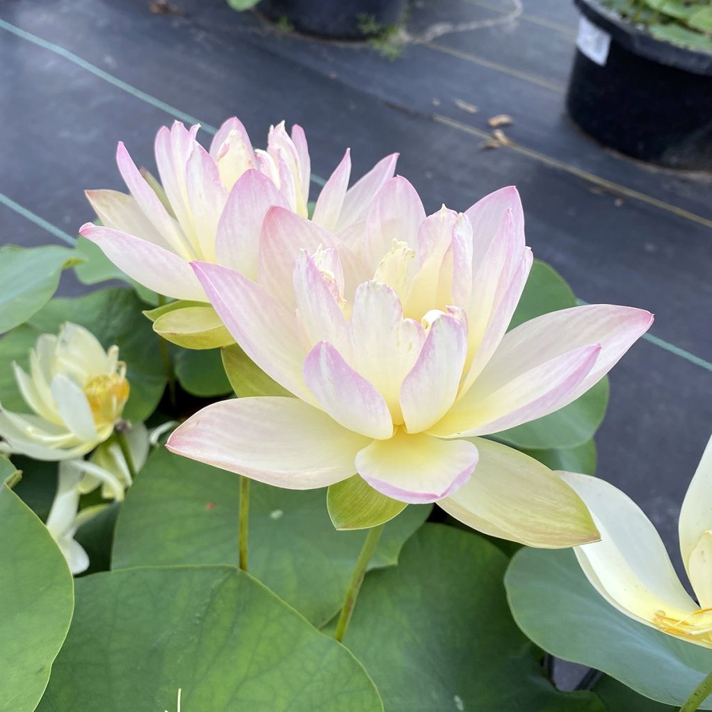 Nelumbo Evening Showers - Flor de loto