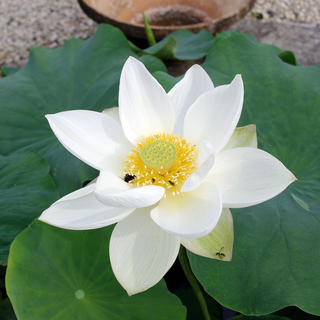 Nelumbo nucifera Hong Bian Yudie - Flor de loto