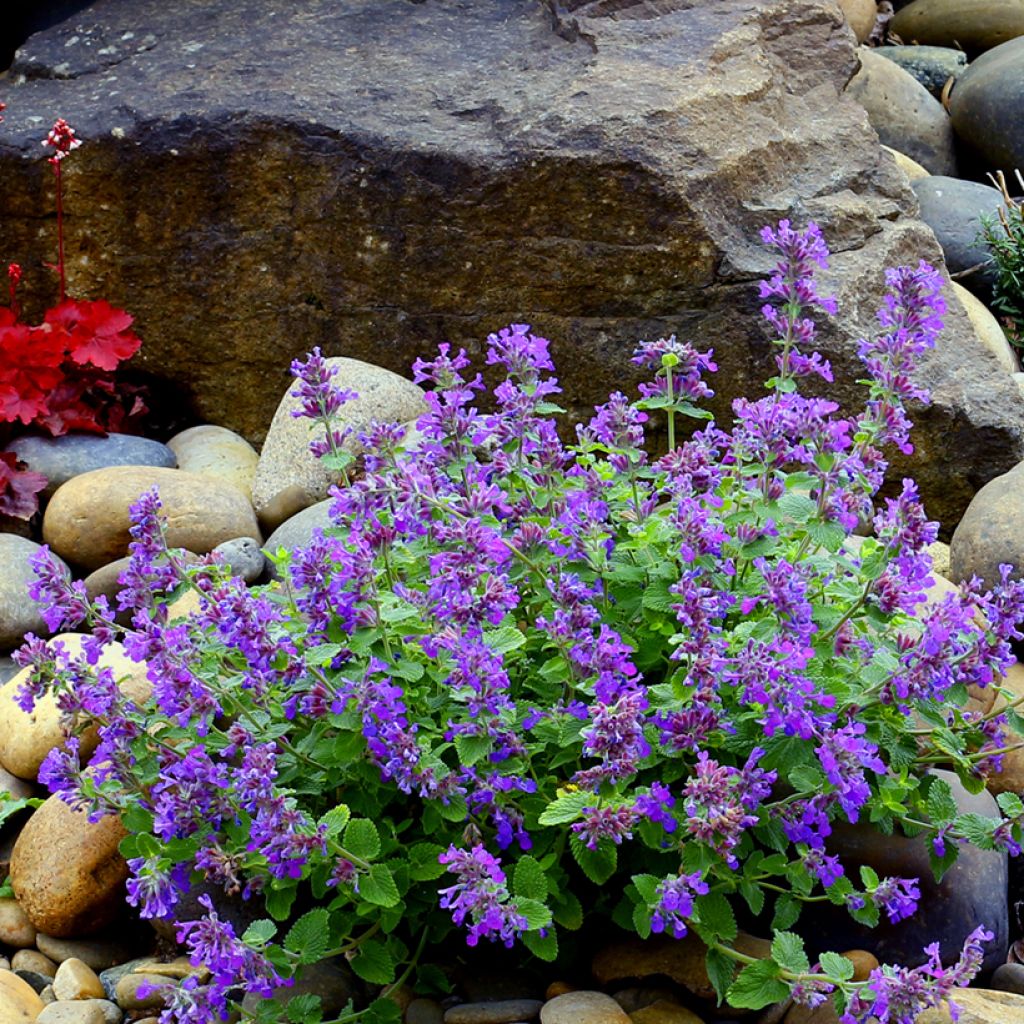Nepeta Nova Blue - Hierba gatera