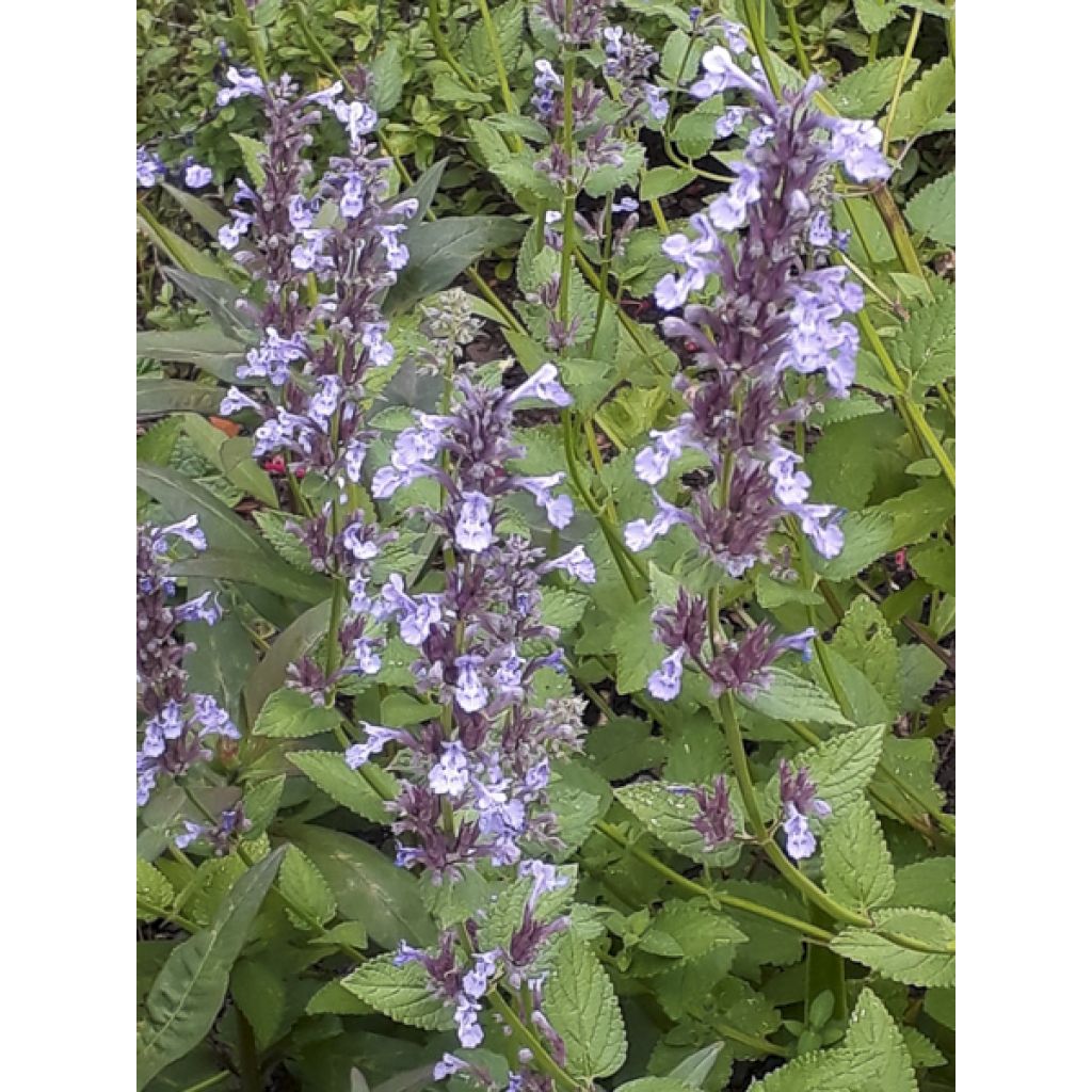 Nepeta parnassica - Hierba gatera