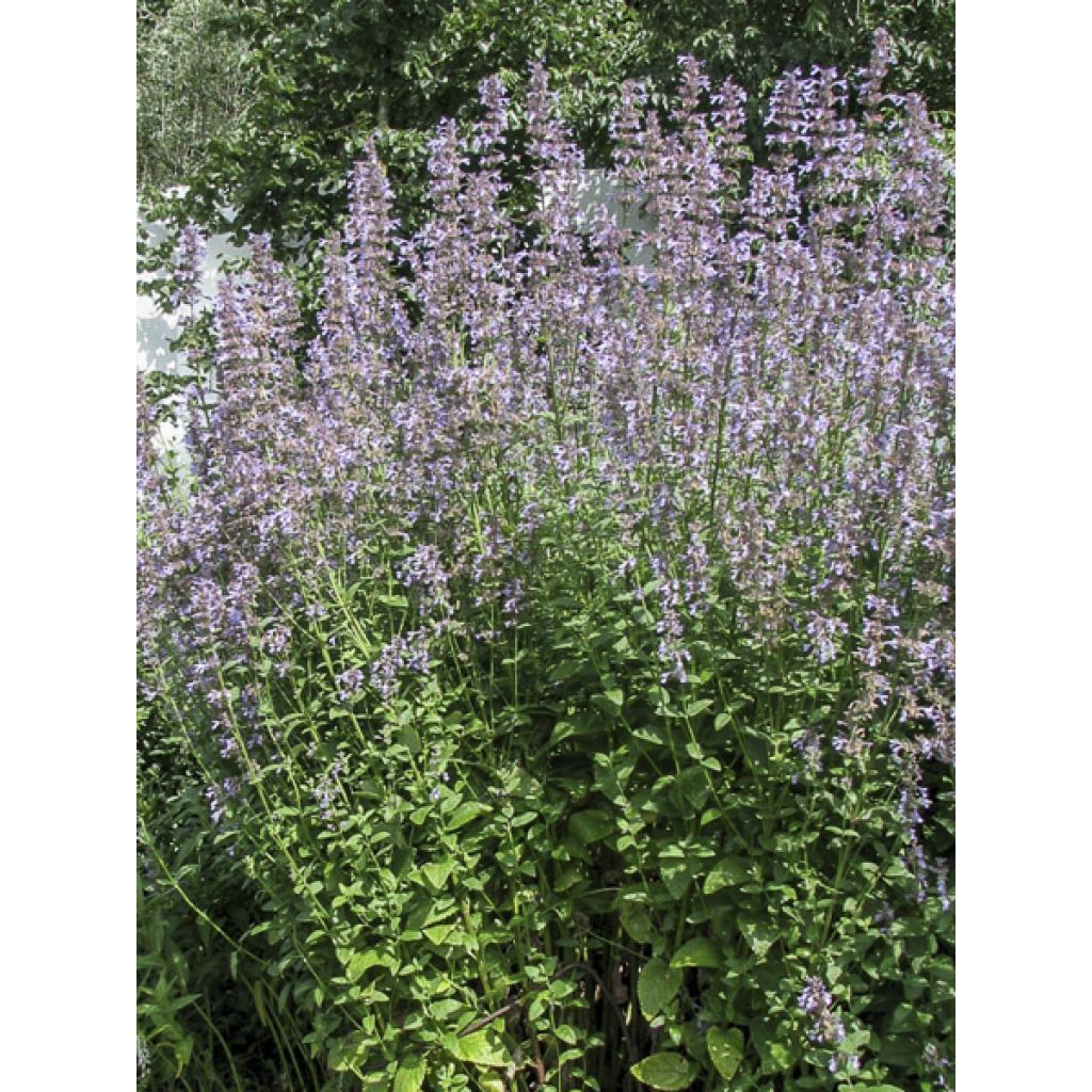 Nepeta parnassica - Hierba gatera