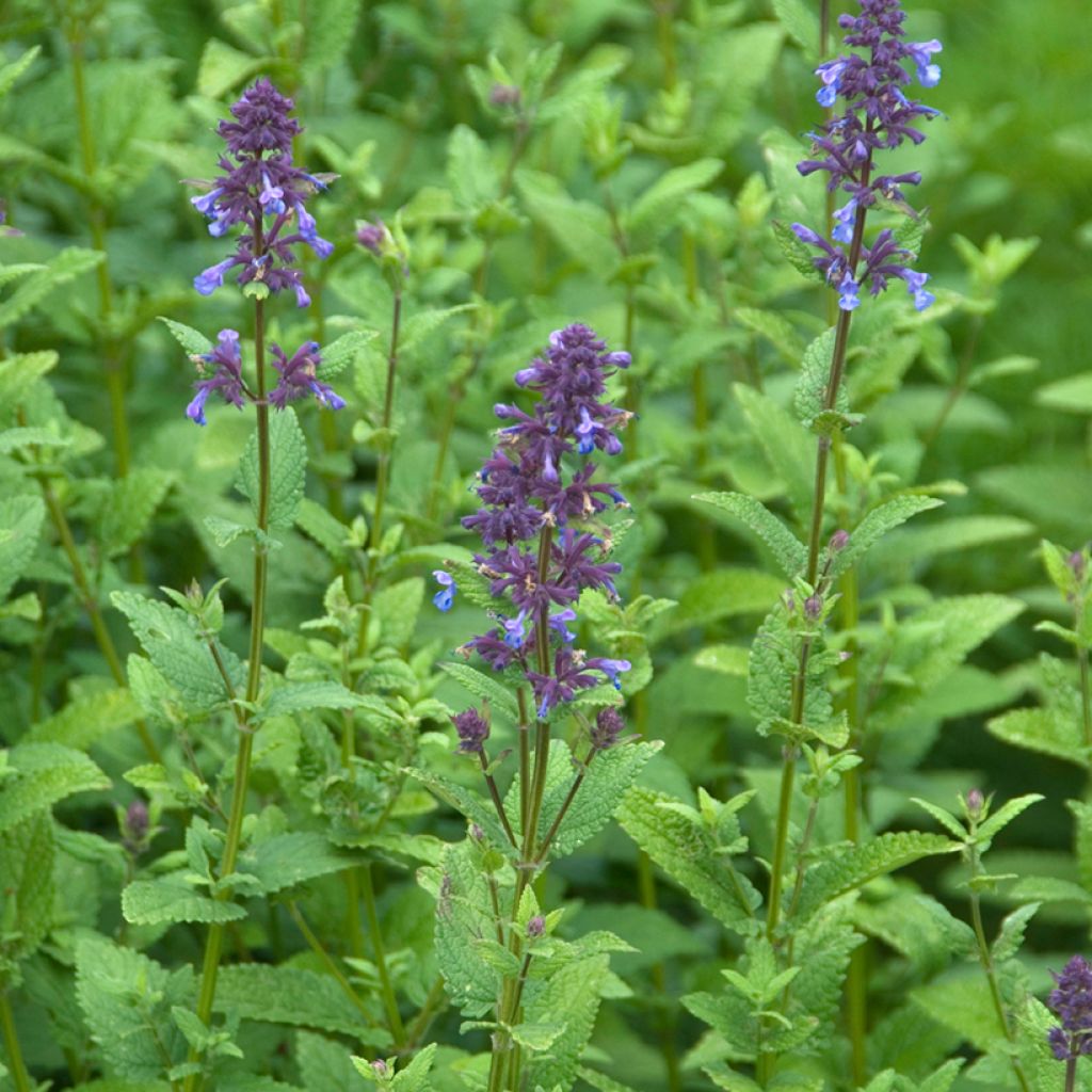Nepeta parnassica - Hierba gatera
