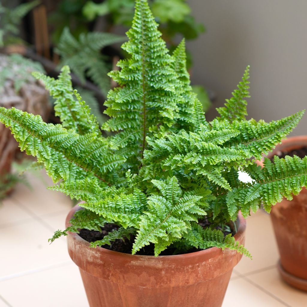 Helecho de boston Cotton Candy - Nephrolepis exaltata