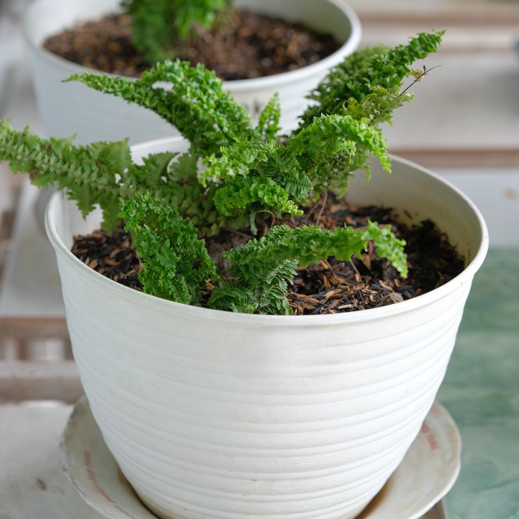 Helecho de boston Fluffy Ruffle - Nephrolepis exaltata