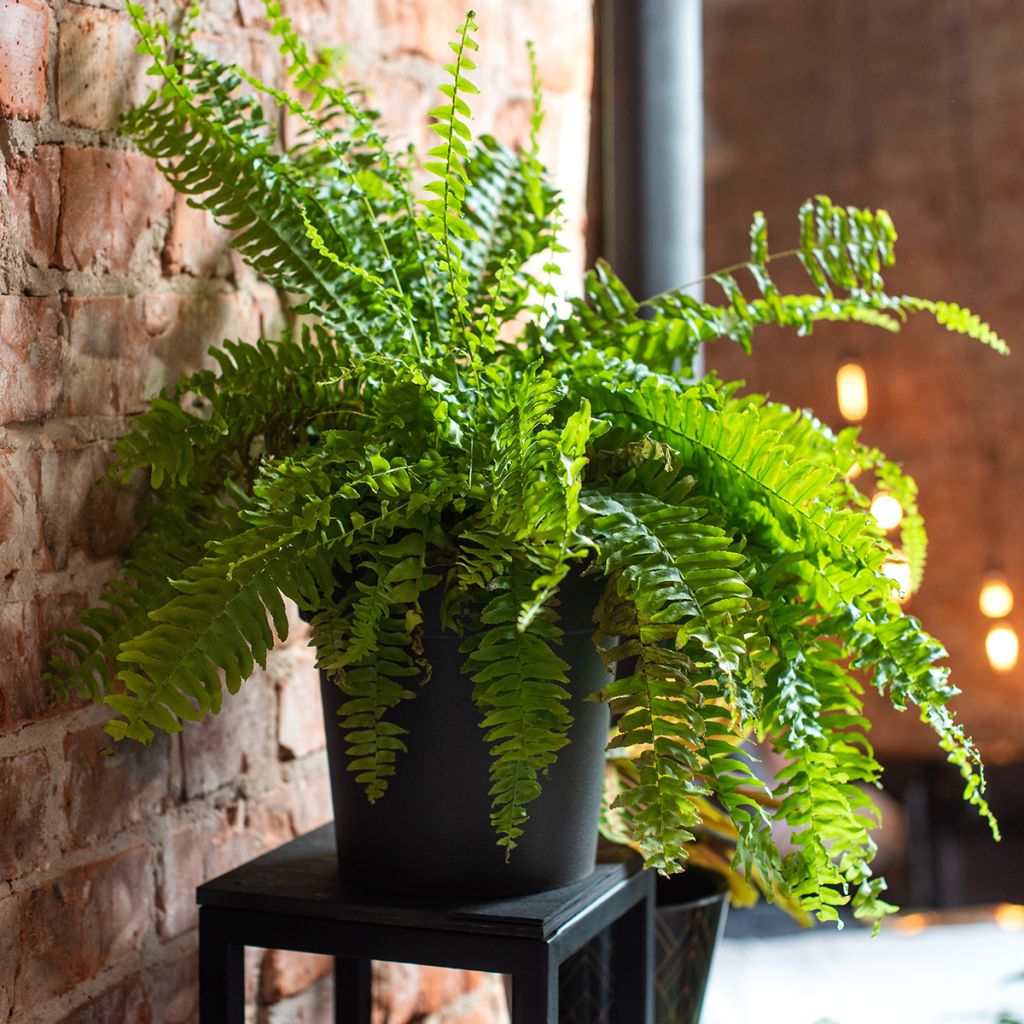 Helecho de boston Green Fantasy - Nephrolepis exaltata