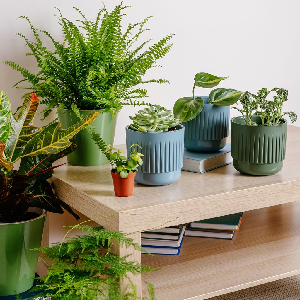 Helecho de boston Green Fantasy - Nephrolepis exaltata