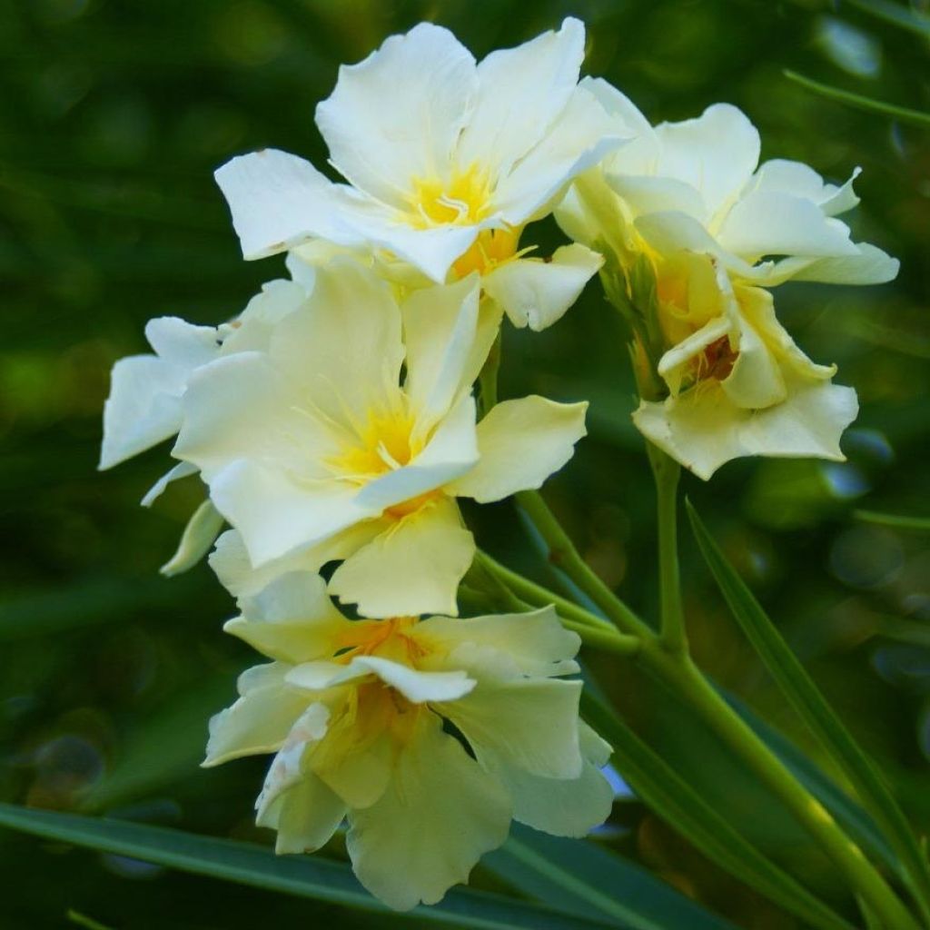 Adelfa amarilla plena - Nerium oleander Luteum Plenum