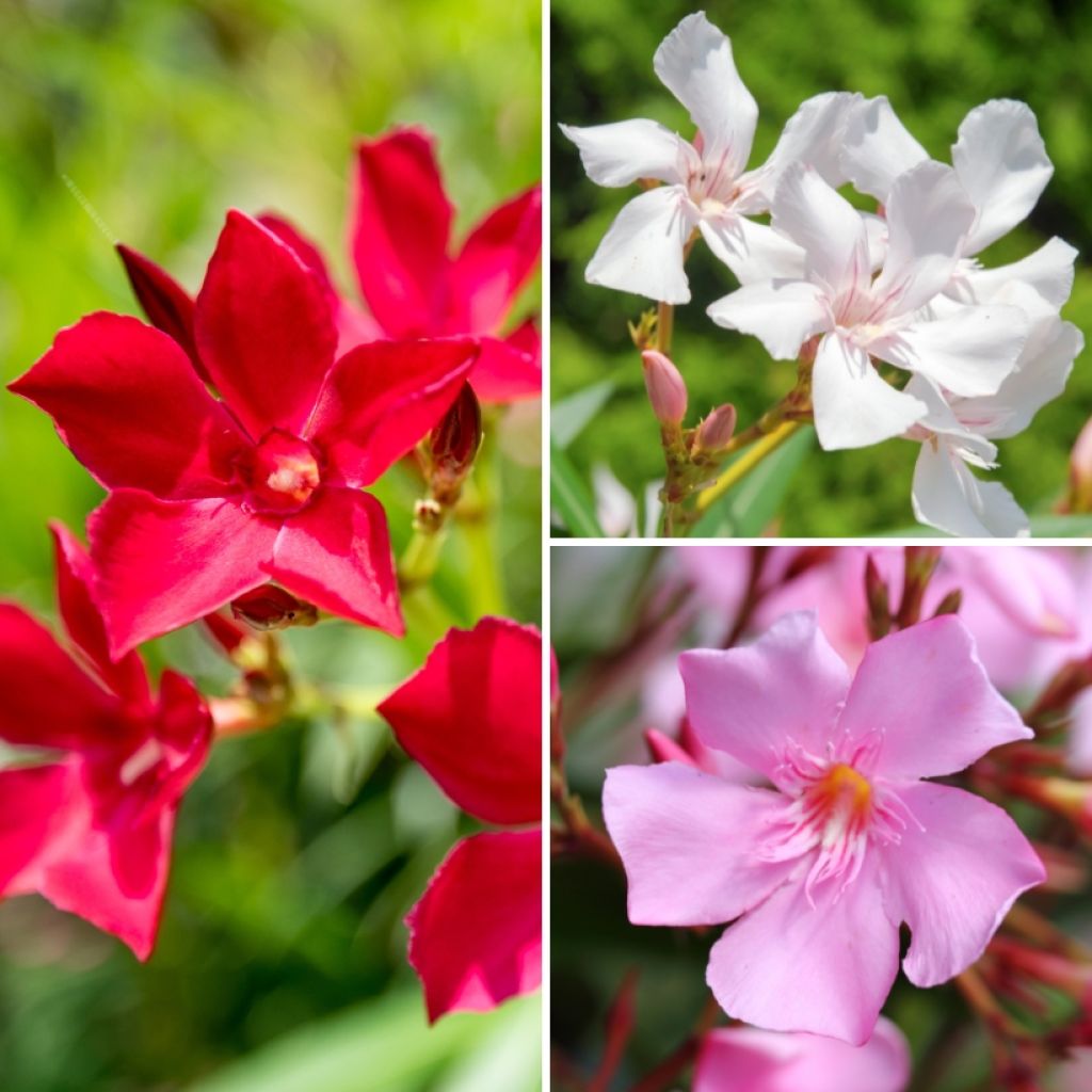 Adelfa Tricolor - Nerium oleander