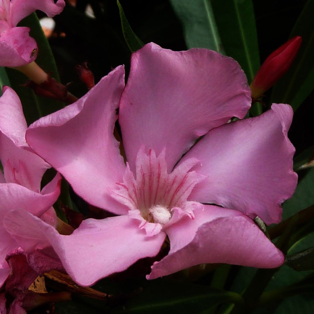Adelfa rosa - Nerium oleander