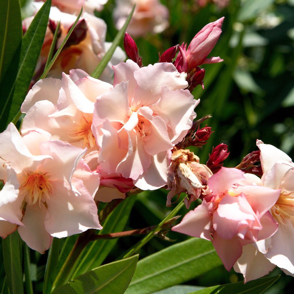 Adelfa - Nerium oleander Provence
