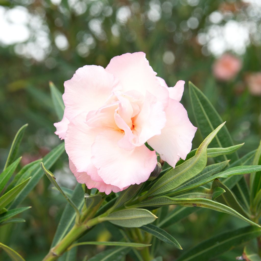 Adelfa - Nerium oleander Provence