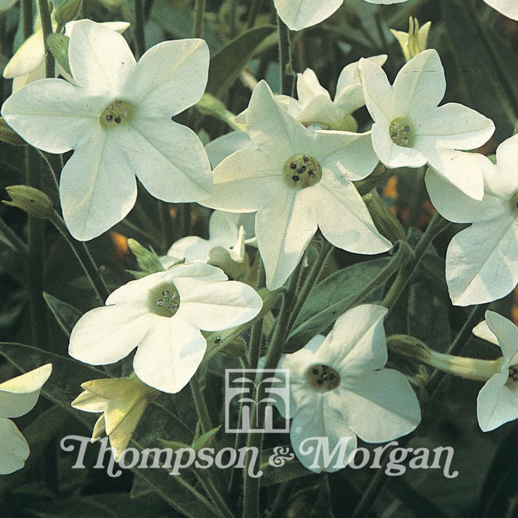 Nicotiana x Sanderae Fragrant Cloud