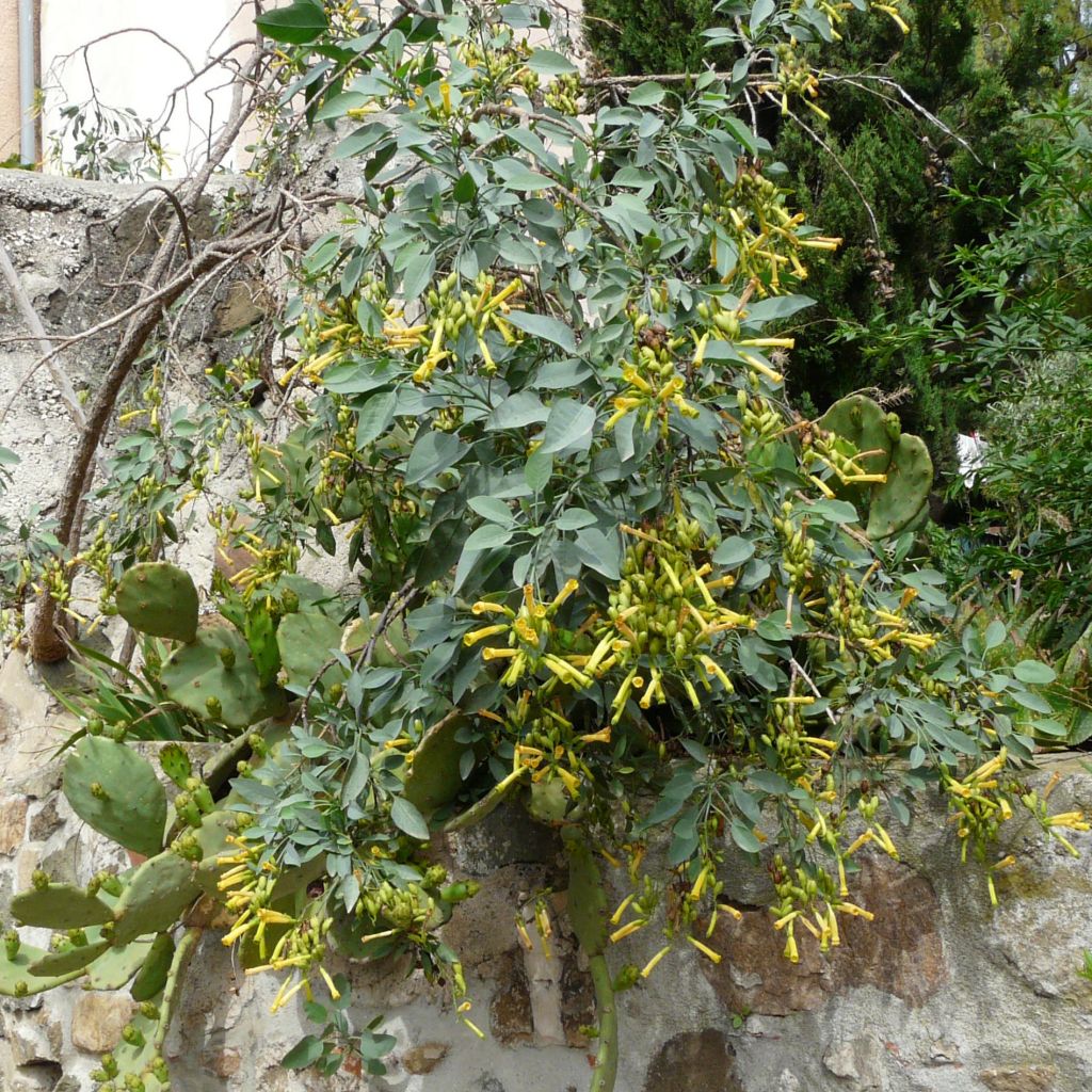 Nicotiana glauca - Tabaco ornamental