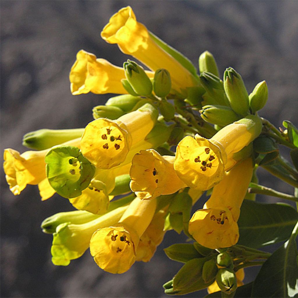 Nicotiana glauca - Tabaco ornamental