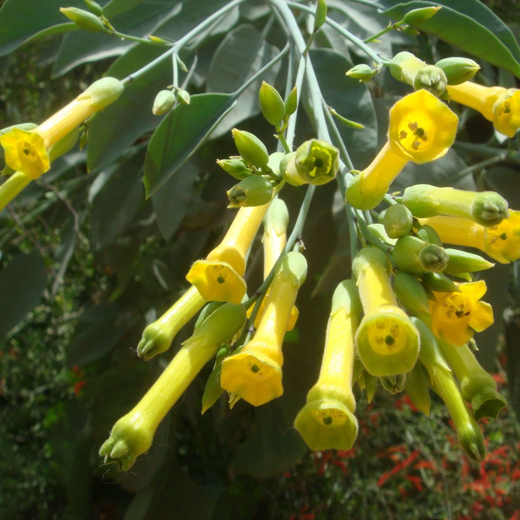 Nicotiana glauca - Tabaco ornamental