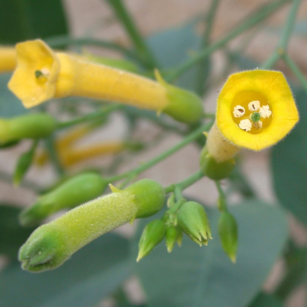 Nicotiana glauca - Tabaco ornamental