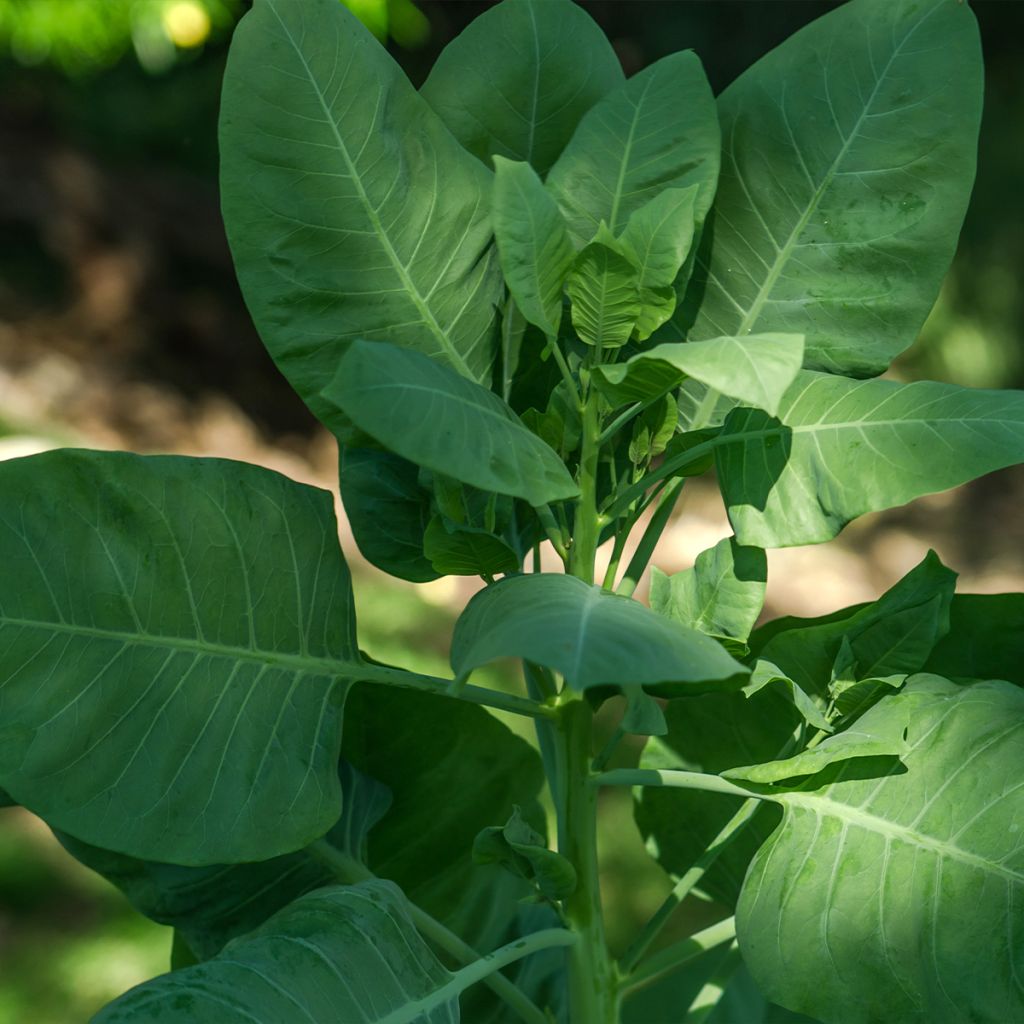 Nicotiana glauca - Tabaco ornamental