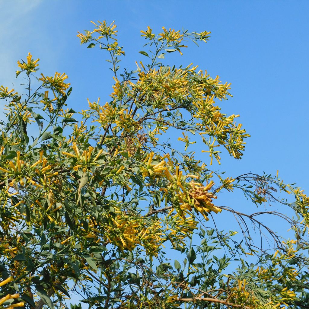 Nicotiana glauca - Tabaco ornamental