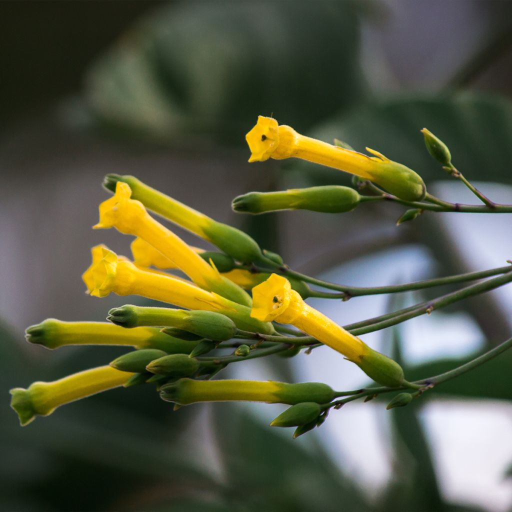 Nicotiana glauca - Tabaco ornamental